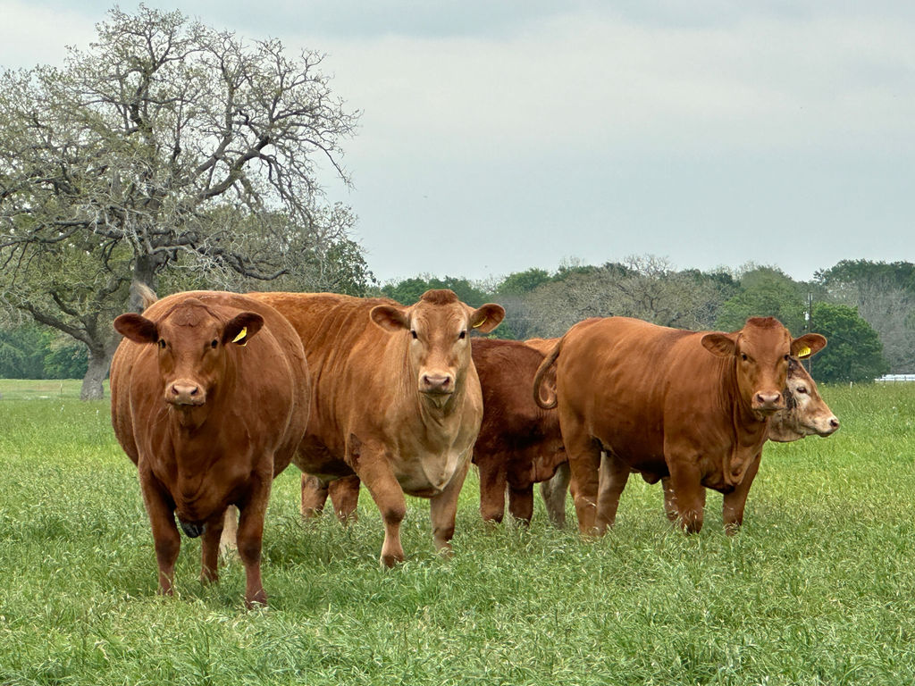 Brangus cattle in a green pasture